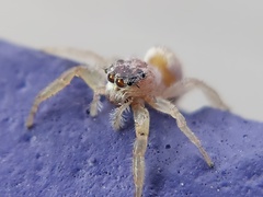 Hentzia