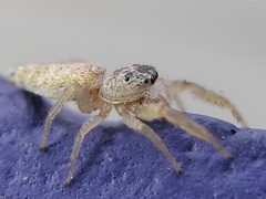 Hentzia