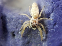 Hentzia