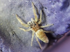 Hentzia