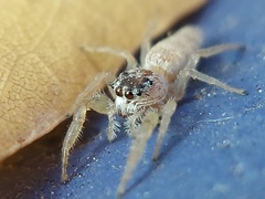Hentzia
