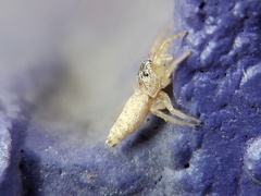 Hentzia