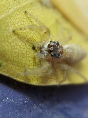 Hentzia