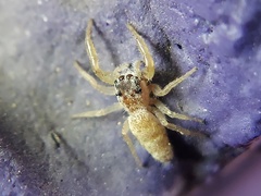 Hentzia