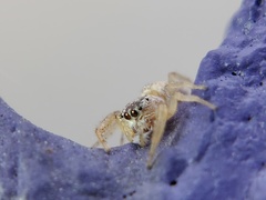 Hentzia