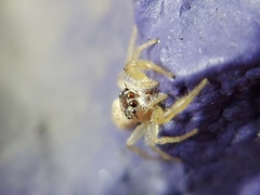 Hentzia