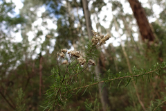 Cassinia aculeata aculeata