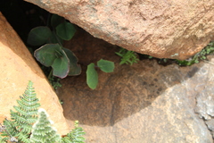 Senecio ruwenzoriensis