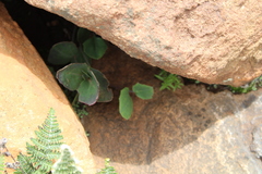 Senecio ruwenzoriensis