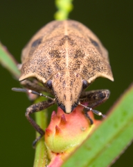 Hotea curculionoides