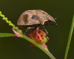 Hotea curculionoides