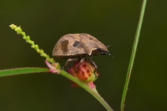 Hotea curculionoides