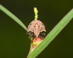 Hotea curculionoides