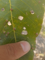 Terminalia arjuna