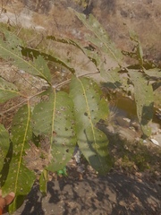Terminalia arjuna