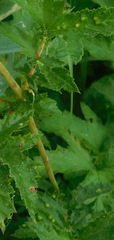 Dasineura ulmaria