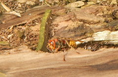 Vespa crabro