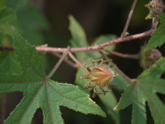 Hibiscus hispidissimus