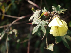Hibiscus hispidissimus