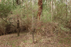 Cassinia aculeata aculeata