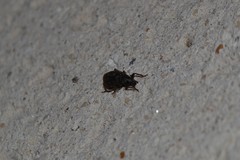 Otiorhynchus rugosostriatus