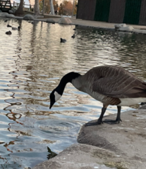 Branta canadensis
