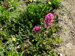 Castilleja parviflora olympica