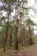 Eucalyptus strzeleckii