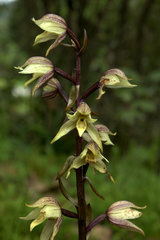 Aphyllorchis alpina