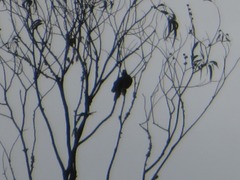 Patagioenas fasciata