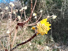 Edgeworthia chrysantha