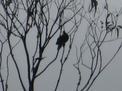 Patagioenas fasciata