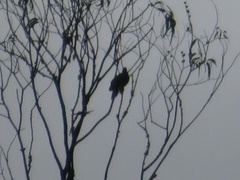 Patagioenas fasciata