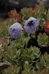 Delphinium brunonianum