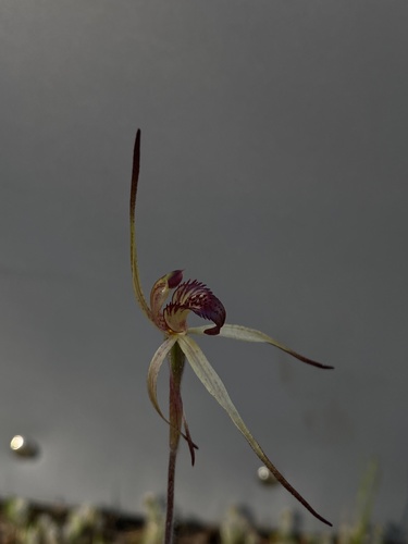 Image of Caladenia reticulata by (c) John Van Den Nouwelant, some rights reserved (CC BY)