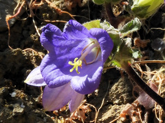 Campanula pelviformis