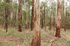 Eucalyptus strzeleckii