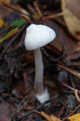 Volvariella pusilla
