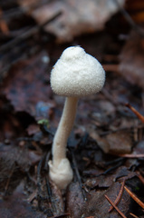Volvariella pusilla