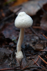 Volvariella pusilla