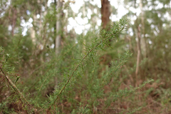 Cassinia aculeata aculeata