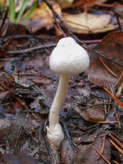 Volvariella pusilla