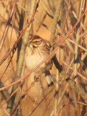 Emberiza schoeniclus