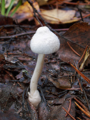 Volvariella pusilla