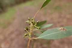 Eucalyptus strzeleckii