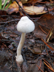 Volvariella pusilla