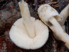Volvariella pusilla