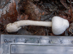 Volvariella pusilla
