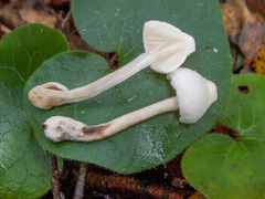 Volvariella pusilla
