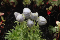 Delphinium brunonianum